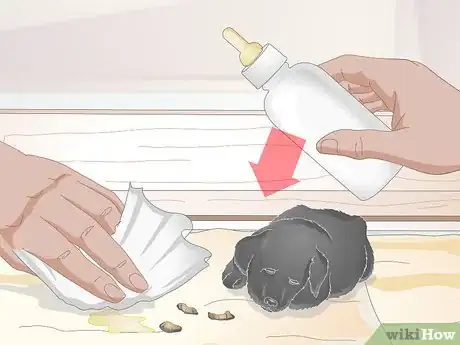Image titled Keep Orphaned Newborn Puppies Clean Step 7