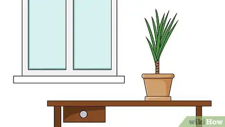 Image titled Grow Dracaena Marginata Step 5