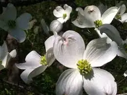 Image titled Dogwood3