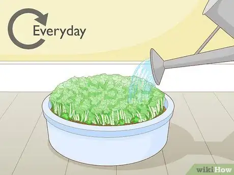 Image titled Grow Arugula Microgreens Step 9