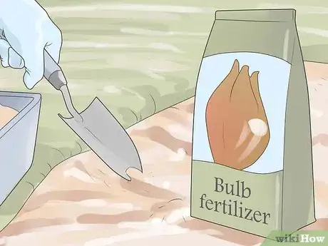 Image titled Grow Tulips Step 12