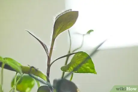 Image titled Prevent Spider Mites on Houseplants Step 4