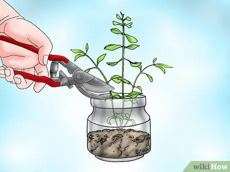 Image titled Grow Bacopa Plants Step 16