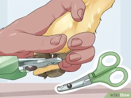 Image titled Groom a Short Haired Dog Step 14