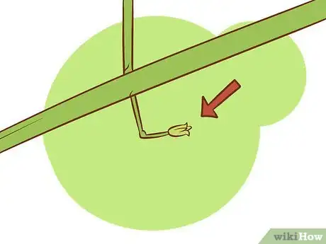 Image titled Plant Asparagus Step 9