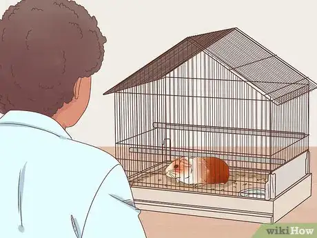 Image titled Handle Anorexia in Guinea Pigs Step 2