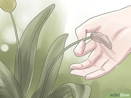 Image titled Grow Tulips Step 11