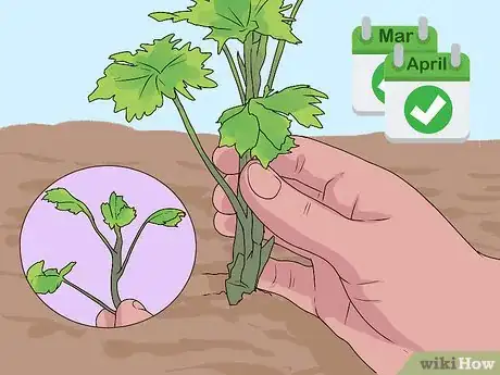 Image titled Grow Delphinium Step 9