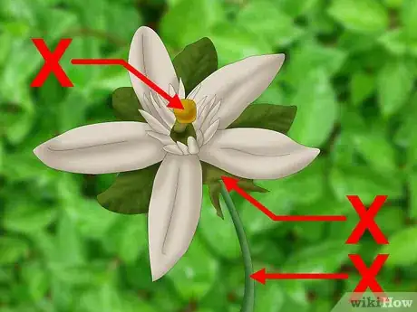 Image titled Choose Edible Flowers Step 13