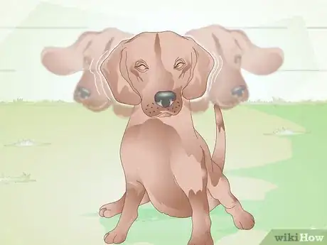 Image titled Identify Canine Ear Mites Step 2