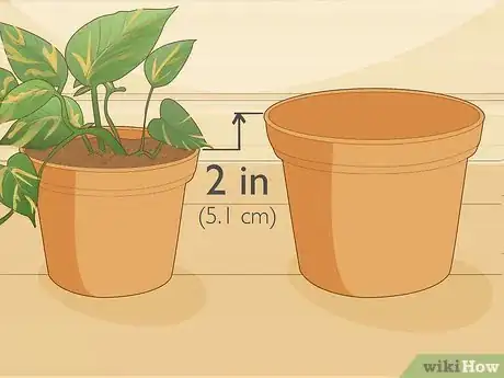 Image titled Care for a Golden Pothos Step 10