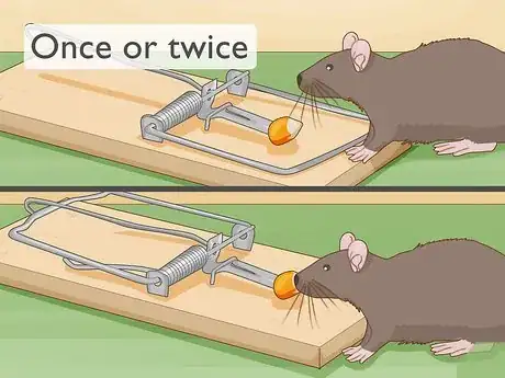 Image titled Get Rid of Rats Without Harming the Environment Step 5