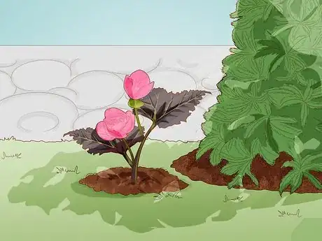 Image titled Make Begonias Bloom Step 2