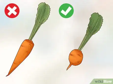 Image titled Grow Carrots in Pots Step 1