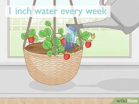 Image titled Grow Strawberries in Hanging Baskets Step 14