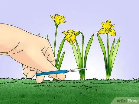 Image titled Save and Replant Forced Seasonal Bulbs Step 3