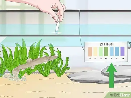 Image titled Keep Japanese Weather Loaches Step 11