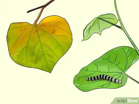 Image titled Plant Redbud Trees Step 12