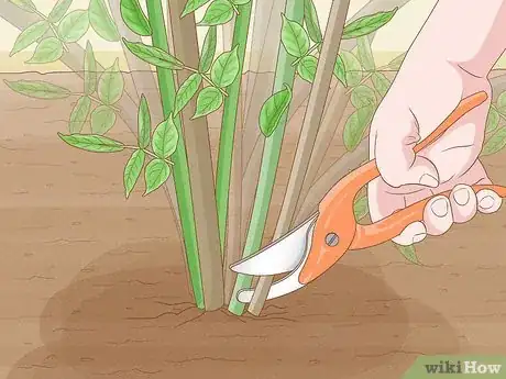 Image titled Prune Elderberries Step 7