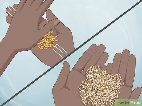 Image titled Plant Rice Indoors Step 17