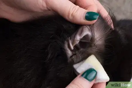 Image titled Make Calendula Oil Step 12