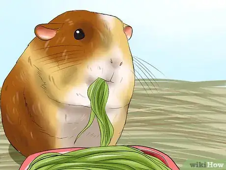 Image titled Prevent Malocclusion in Guinea Pigs Step 4