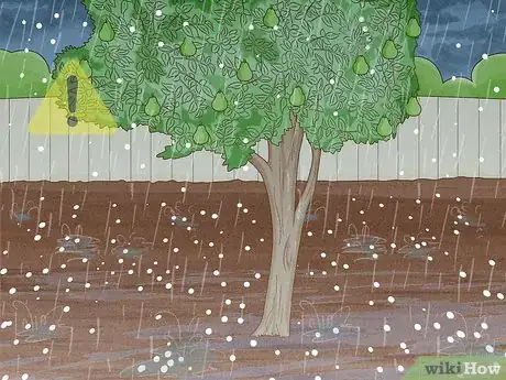 Image titled Keep a Pear Tree Healthy Step 17