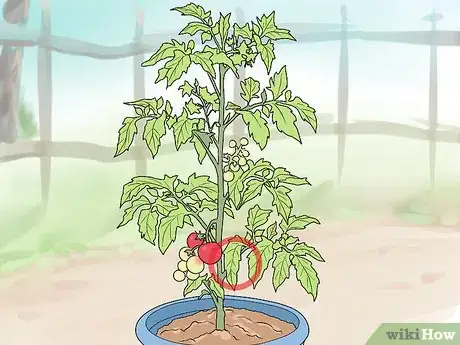 Image titled Prune Patio Tomatoes Step 1