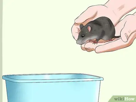 Image titled Catch an Escaped Pet Rat Step 10