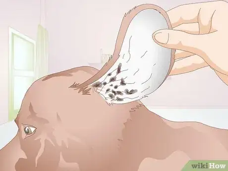 Image titled Identify Canine Ear Mites Step 5