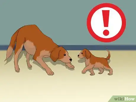 Image titled Add a Puppy to the Family Whilst Your Dog Is Pregnant Step 9