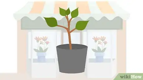 Image titled Grow Apricots Step 3