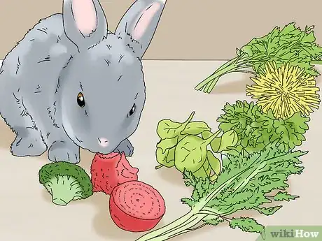 Image titled Keep Your Rabbit Healthy Step 6