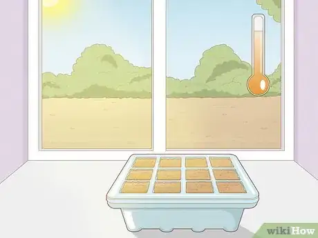 Image titled Grow Night Scented Stock Step 13