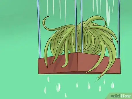 Image titled Care for Air Plants Step 2