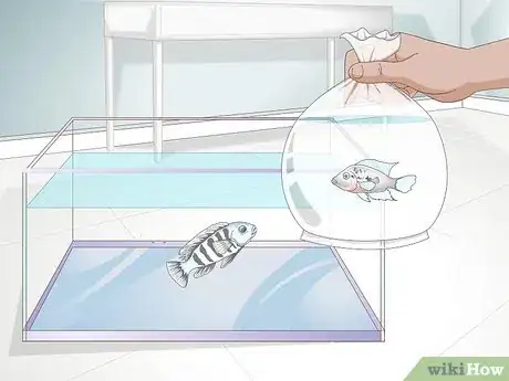 Image titled Take Care of Freshwater Fish Step 3