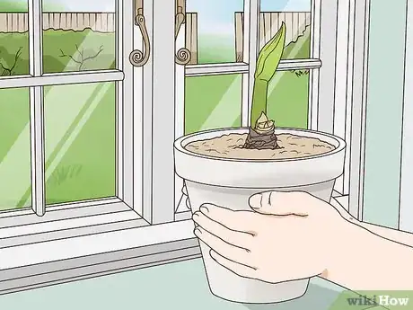 Image titled Plant Amaryllis Step 8