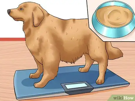 Image titled Prevent Arthritis in Dogs Step 1