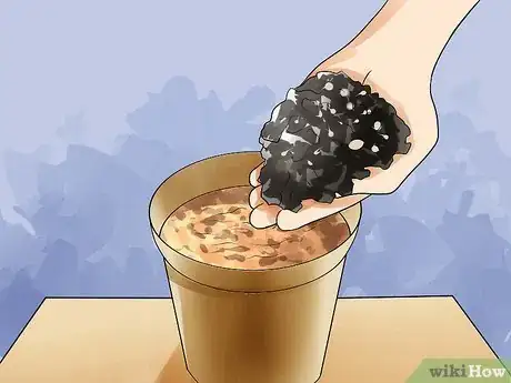 Image titled Grow Morning Glories Step 5