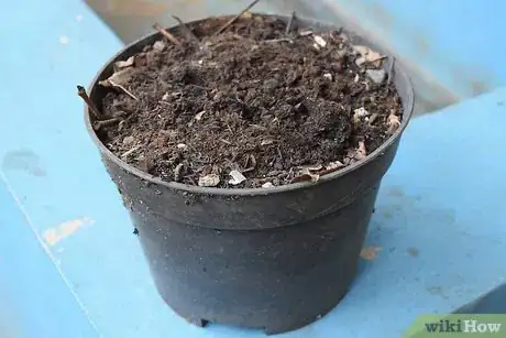 Image titled Grow Flowering Plants Through Stems Step 7