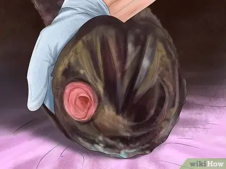 Image titled Maintain Good Hoof Care on Your Horse Step 11
