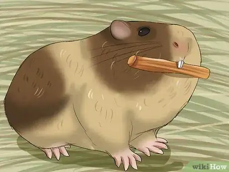 Image titled Prevent Malocclusion in Guinea Pigs Step 5