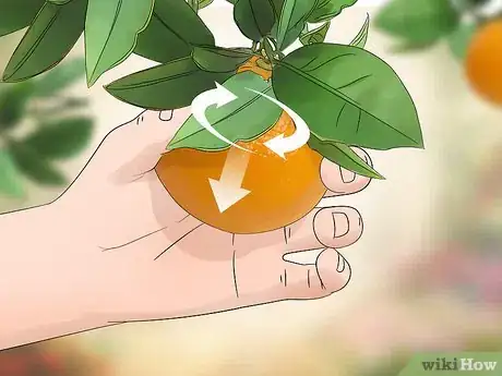 Image titled Harvest Oranges Step 7