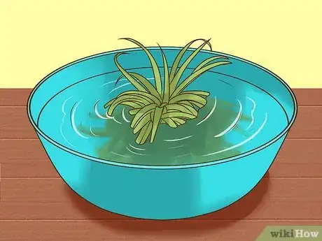 Image titled Care for Air Plants Step 3