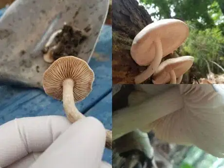 Image titled Gill attach1