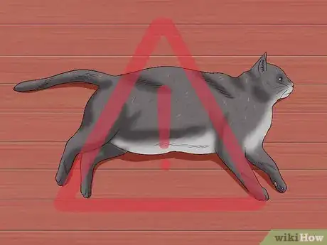 Image titled Get Your Cat to Stand Up Step 10