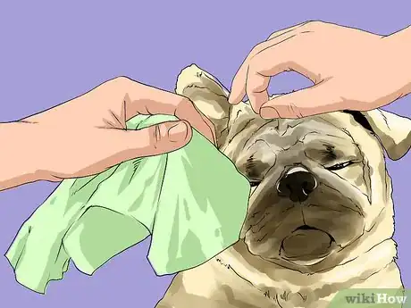 Image titled Groom Pugs Step 3