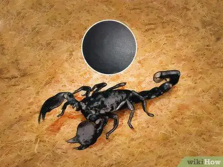 Image titled Identify an Emperor Scorpion Step 1