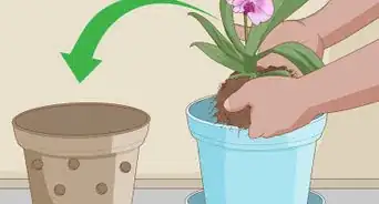 Plant Orchids in a Pot