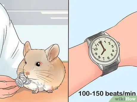 Image titled Diagnose Heart Murmurs in Chinchillas Step 6